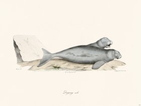 Cuvier 417 Male Dugong
