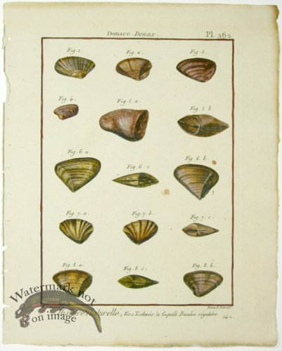 (image for) Diderot Shell 31
