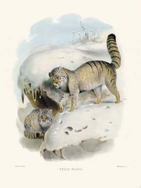 Elliot Cat 10 Pallas Cat