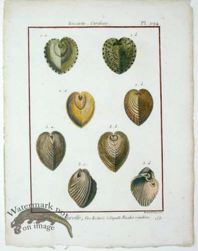 (image for) Diderot Shell 29