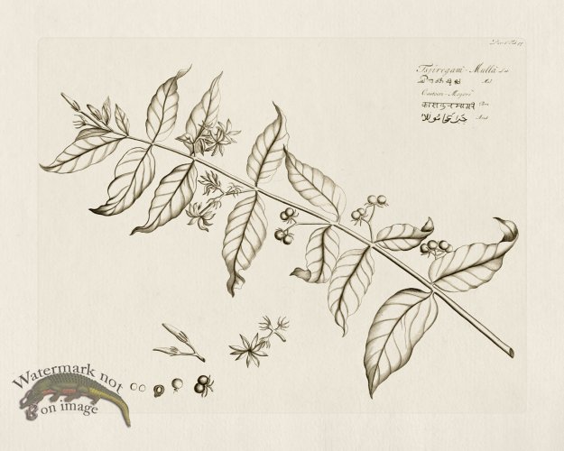 (image for) HORTUS VOl 06 55