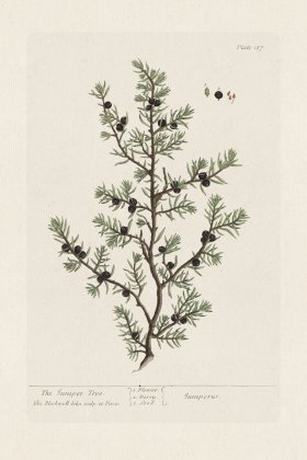 BEE 187 The Juniper Tree