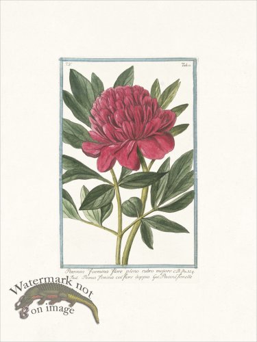 (image for) Bonelli 431 Peony
