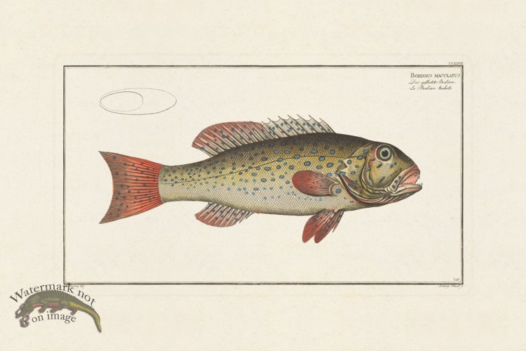 (image for) BLOCH FISH 228