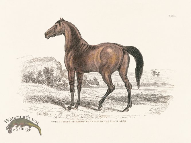 (image for) Jar Horse 02