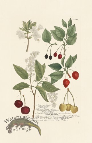 (image for) Weinmann PL 351