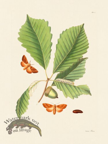 (image for) Abbot Butterfly 082