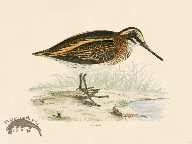 (image for) 16 BGB Jack Snipe