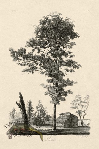 (image for) Defiennes Tree 18