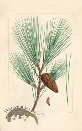 (image for) Yellow Pine