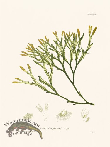 (image for) Bradbury Seaweed 137