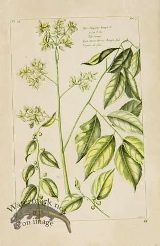 (image for) Buchoz Bot 30