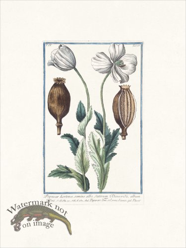 (image for) Bonelli 363 Poppy