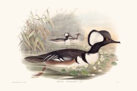 Gould Waterfowl 33