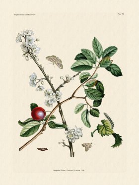 Wilkes Butterflies 072