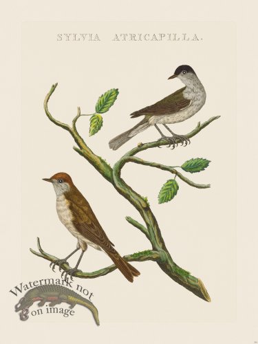 (image for) Nozeman Bird 214