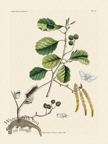 (image for) Wilkes Butterflies 088