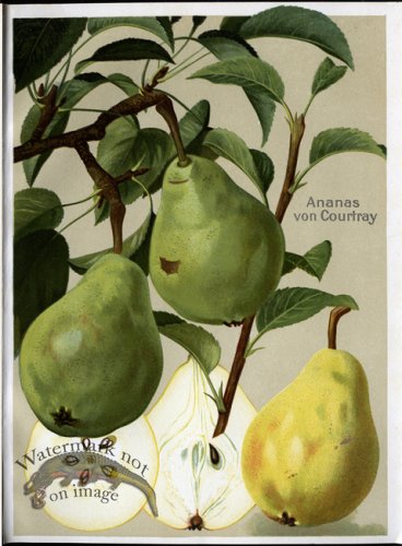 (image for) Fruit 02