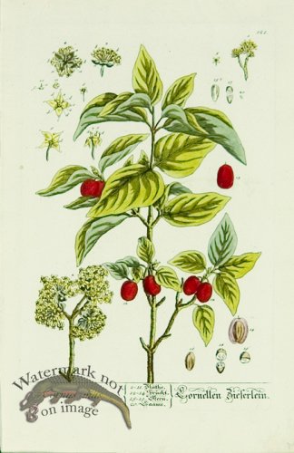 (image for) Blackwell German 117