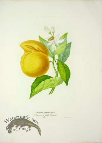 (image for) Des Orangers 05