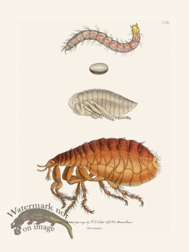 (image for) 178 Flea Common