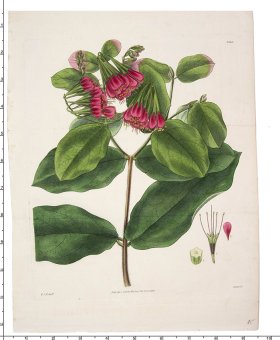 Curtis Botanical 094