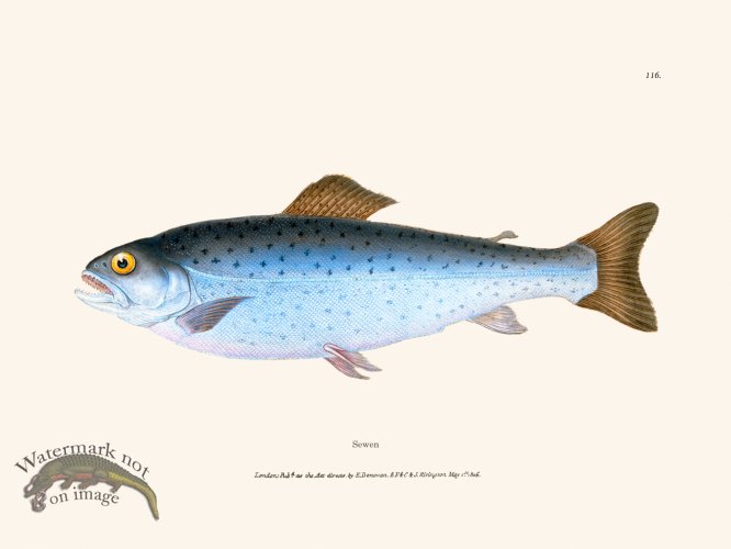 (image for) 116 Sewen