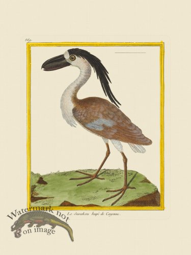 (image for) Martinet Bird 869