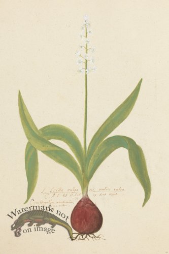 (image for) Blomboken 040