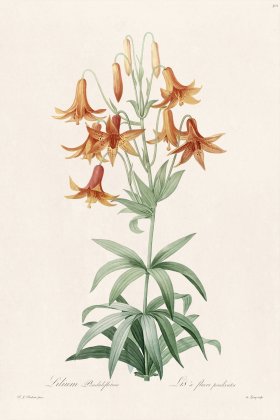 Les Liliacees Redoute 301