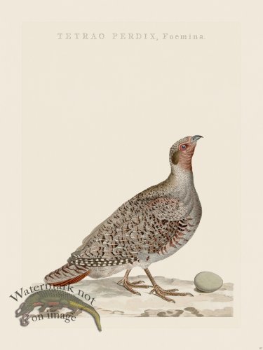 (image for) Nozeman Bird 127