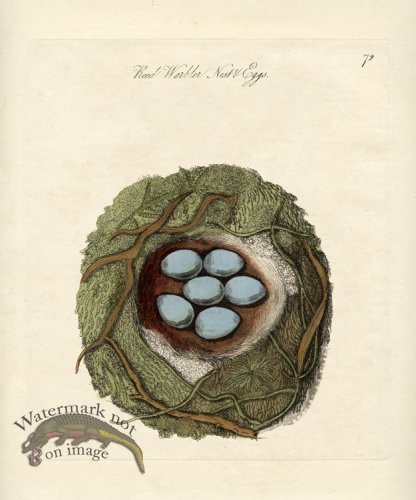 Reed Warbler Nest Eggs