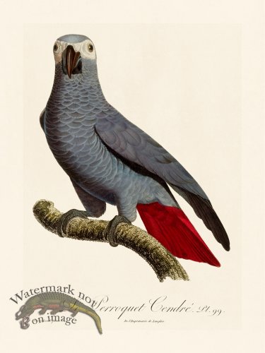 (image for) Barraband Parrot 099