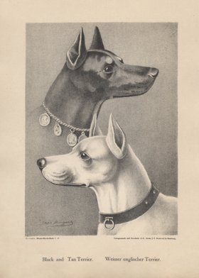 1890s Dogs 46