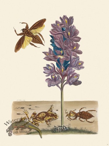 (image for) Merian Metamorphosis 56
