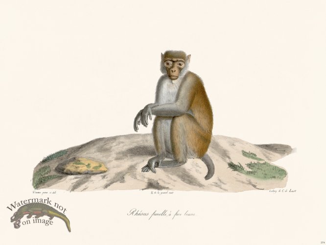 (image for) Cuvier 374 Male Hull