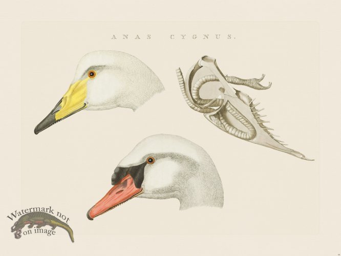 (image for) Nozeman Bird 066