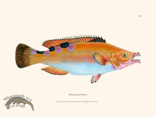 (image for) 023 Trimaculated Wrasse