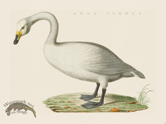 (image for) Nozeman Bird 065