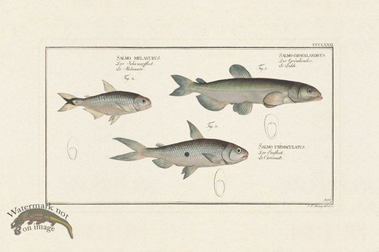 (image for) BLOCH FISH 381