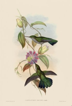 Gould Hummingbird 049