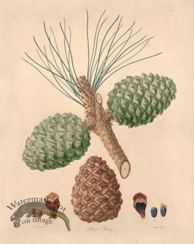 (image for) Lambert Pine 10