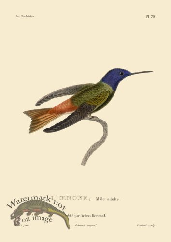 (image for) Humming Bird 75