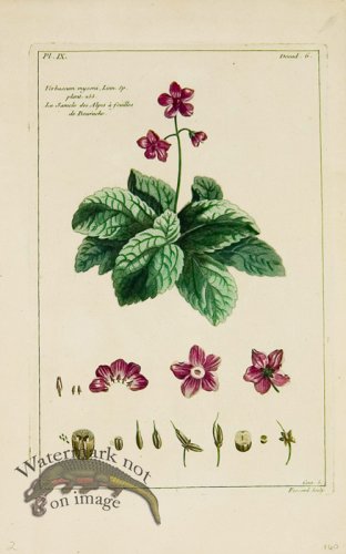 (image for) Buchoz Bot 12