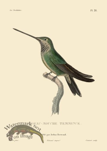 (image for) Humming Bird 20