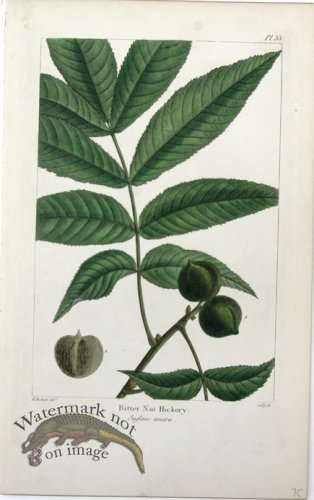 (image for) 32 Bitter Nut Hickory