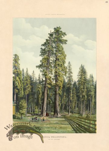 (image for) Giant Sequoia, The Two Guardsmen