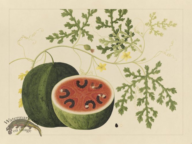 (image for) Andalas Botanicals 15