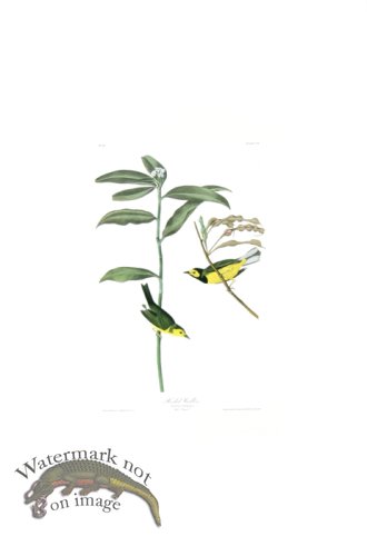 (image for) Hooded Warbler