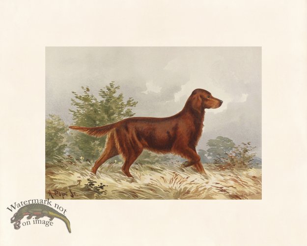 (image for) Pope Dog 09 Red Irish Setter